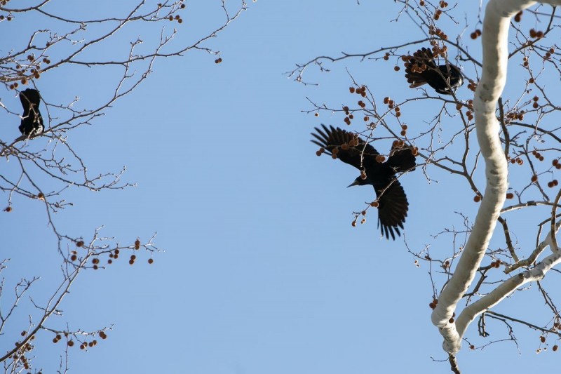 A varjak eltávolítása a sűrűn lakott belvárosi területről a folyamatos zaj és az ürülékszennyezés miatt fontos. Fotó: Fülöp Ildikó / Napló