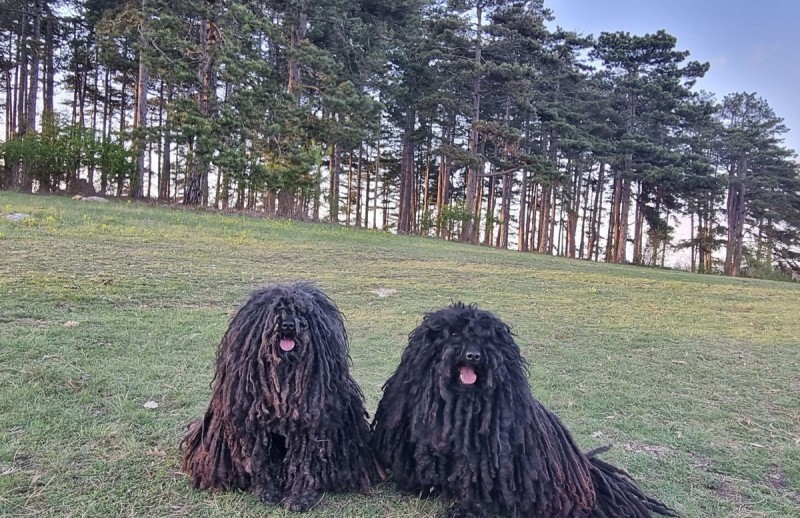 Kerek fenyves Taliándörögdnél – Közelről kiderül, hogy az erdőcske formája négyszögesül. Körülötte boldogan rohangált a pulipár, Pite és Vacak. Fotó: olvasó, Dávid Barbara