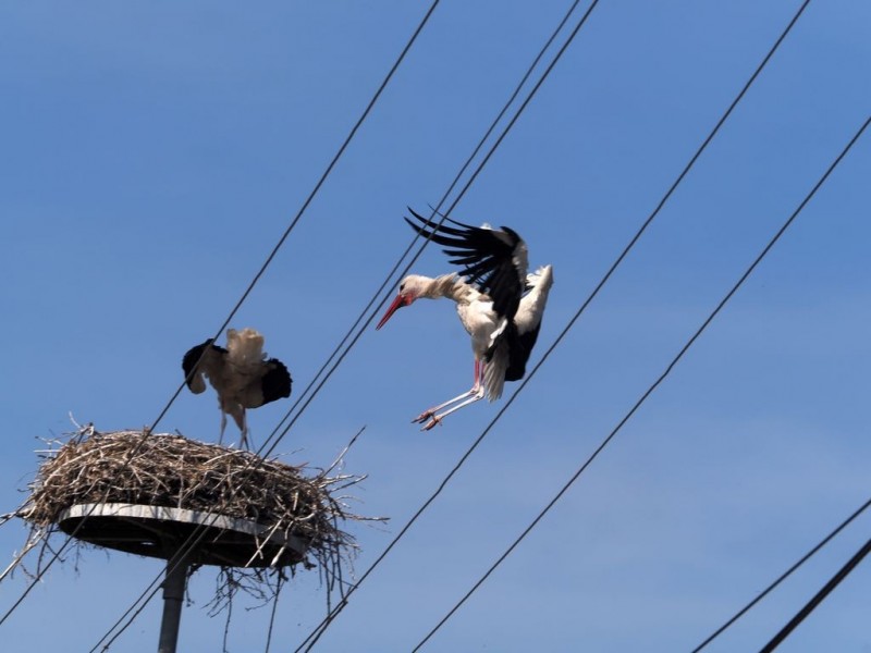 Gólyagyűrűzés Tapolca-Diszelben Fotók: Nagy Lajos/Napló