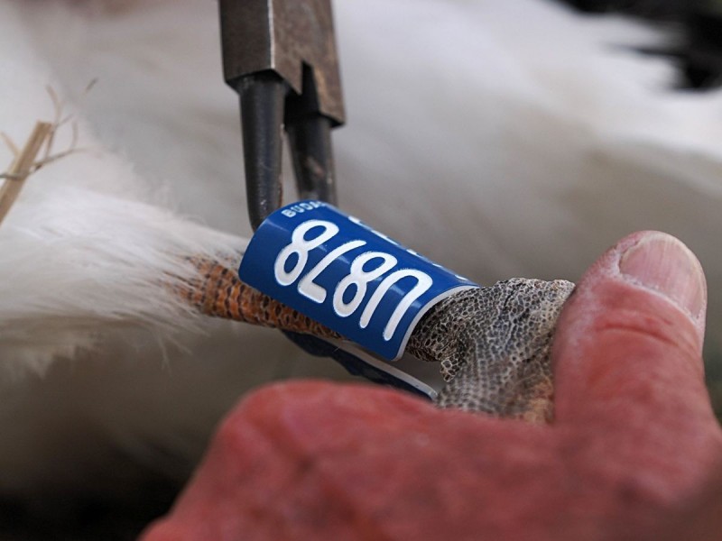 A gólya gyűrűzése a környezet szempontjából is fontos szerepet játszik Fotó: Nagy Lajos/Napló