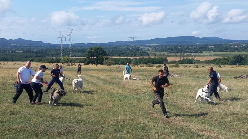 Az ebek és gazdáik gyakorlati feladatokat mutattak be a kemping területén Fotó: Tisler Anna