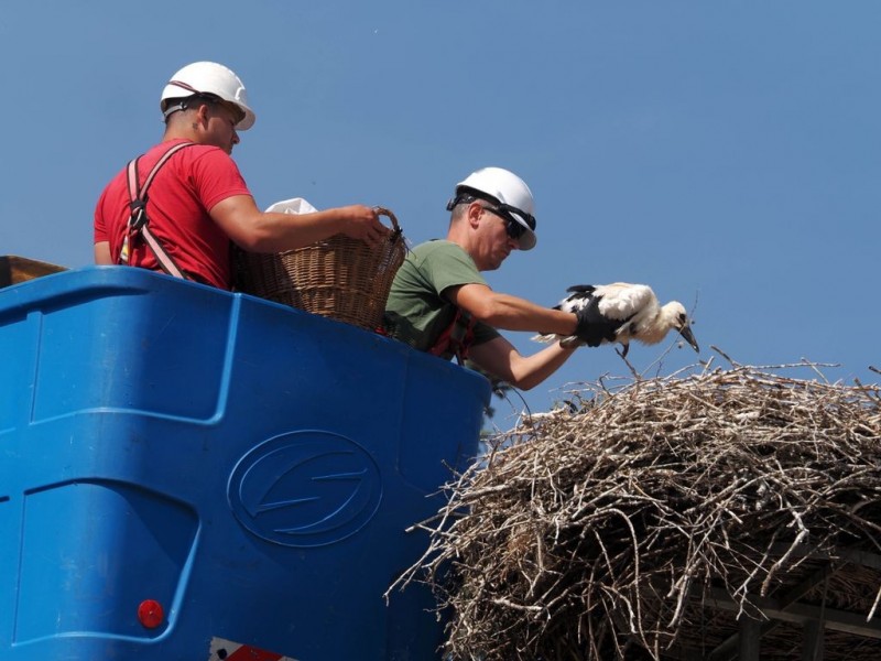 Gólyagyűrűzés Tapolca-Diszelben Fotók: Nagy Lajos/Napló