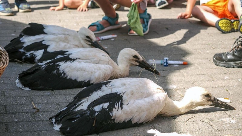 Három gólyafióka gyűrűzés előtt Tapolca-Diszelben Fotó: Nagy Lajos