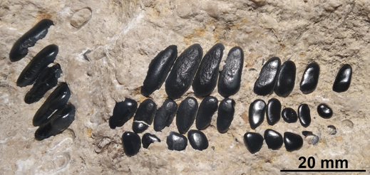 A kutatók különleges őslény-maradványokat tártak fel a sümegi kőfejtők késő kréta kori üledékeiben Fotó: Szabó és mtsai