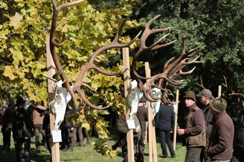 Látványos méretű, érmes trófeák, érdekes szarvasagancsok a bakonyerdős trófeaszemle felhozatalában Forrás: Bakonyerdő Zrt., Gergál-Gombási Mónika