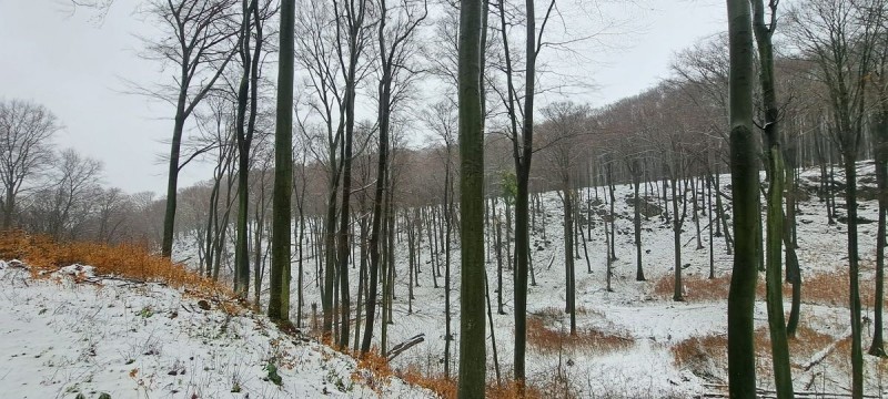 Mesésen szép, fehérré változott táj március végén a Bakonyban. Fotó: Bakonyerdő Zrt./Firtl László