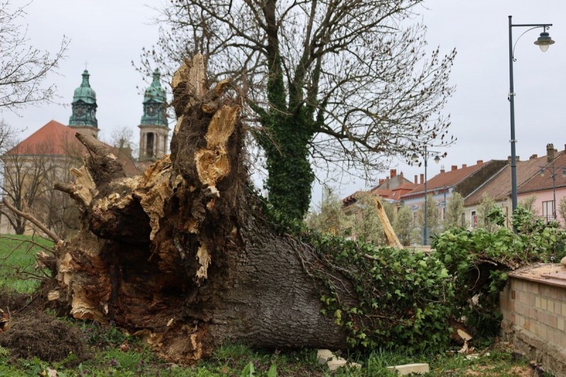 Pápán az Esterházy-kastély udvarából a Szent István útra dőlt egy hatalmas fa Fotó: Lampért Gábor/olvasó