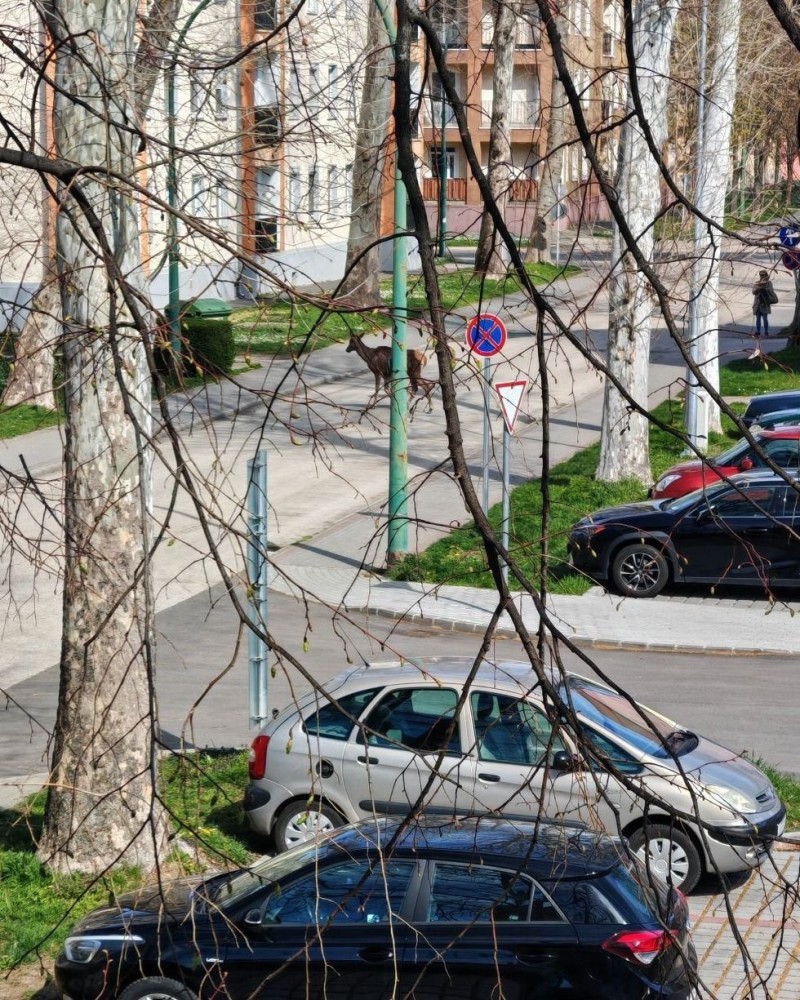 A szarvasok szinte már mindennapos vendégek Ajkán Fotó: Facebok/Ajkán hallottam
