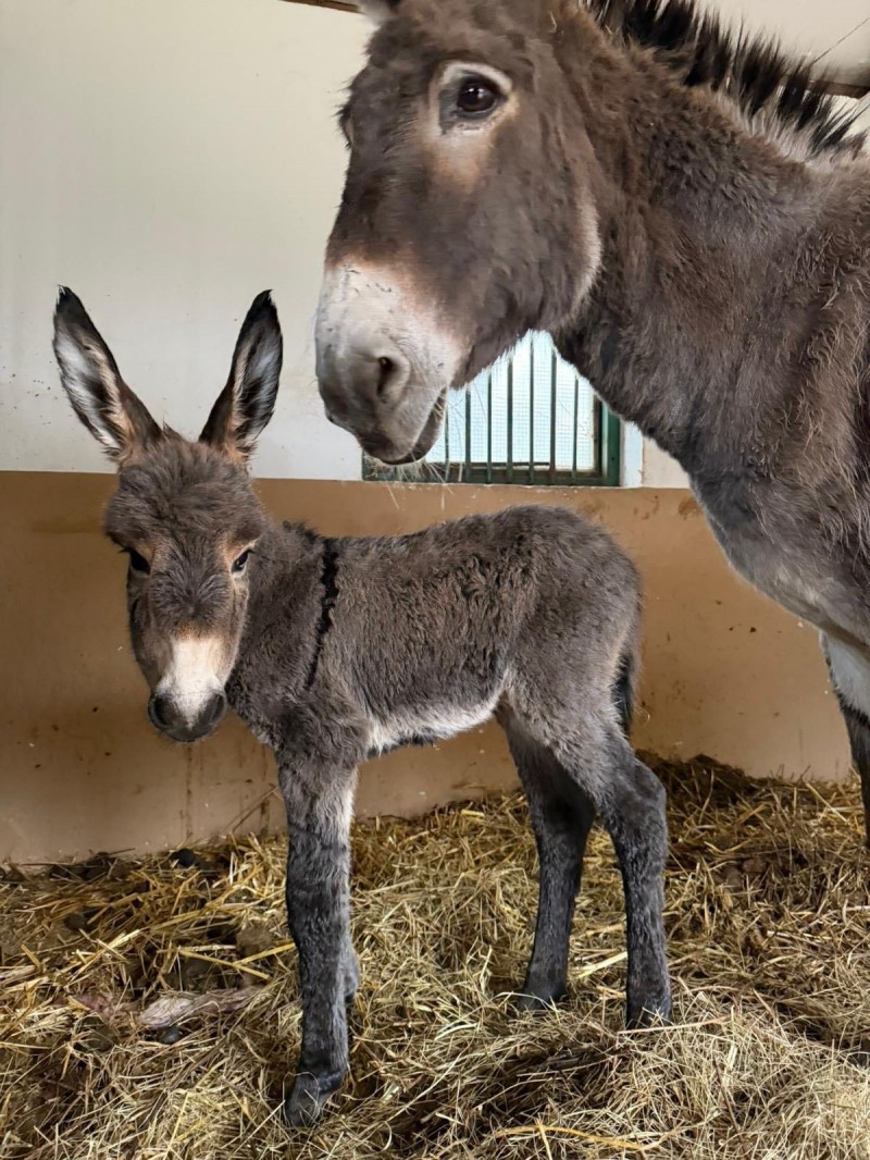 A sümegi vár közelében született jövevény gyorsan a látogatók egyik legnagyobb kedvence lett Fotó: Böjte Éva/Facebook