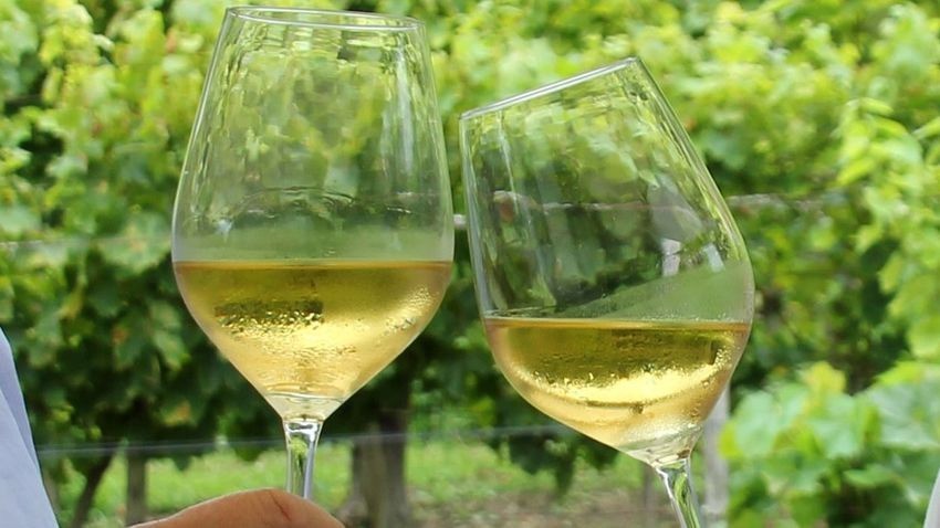 A Badacsonyi borvidék nyolc bora szerepel a Figyelő top 100-as listáján Fotó: Szíjártó János